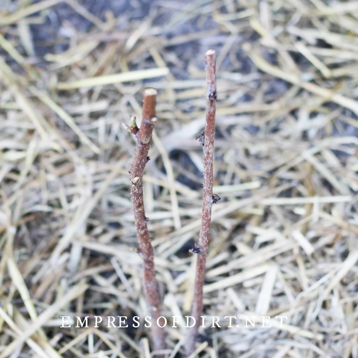 How to Transplant Raspberries and Grow More Fruit Empress of Dirt