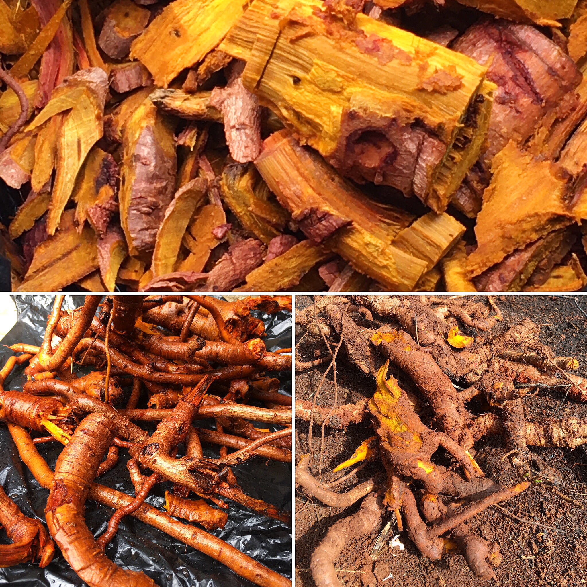 BULK ROOTS & HERBS Empress Roots