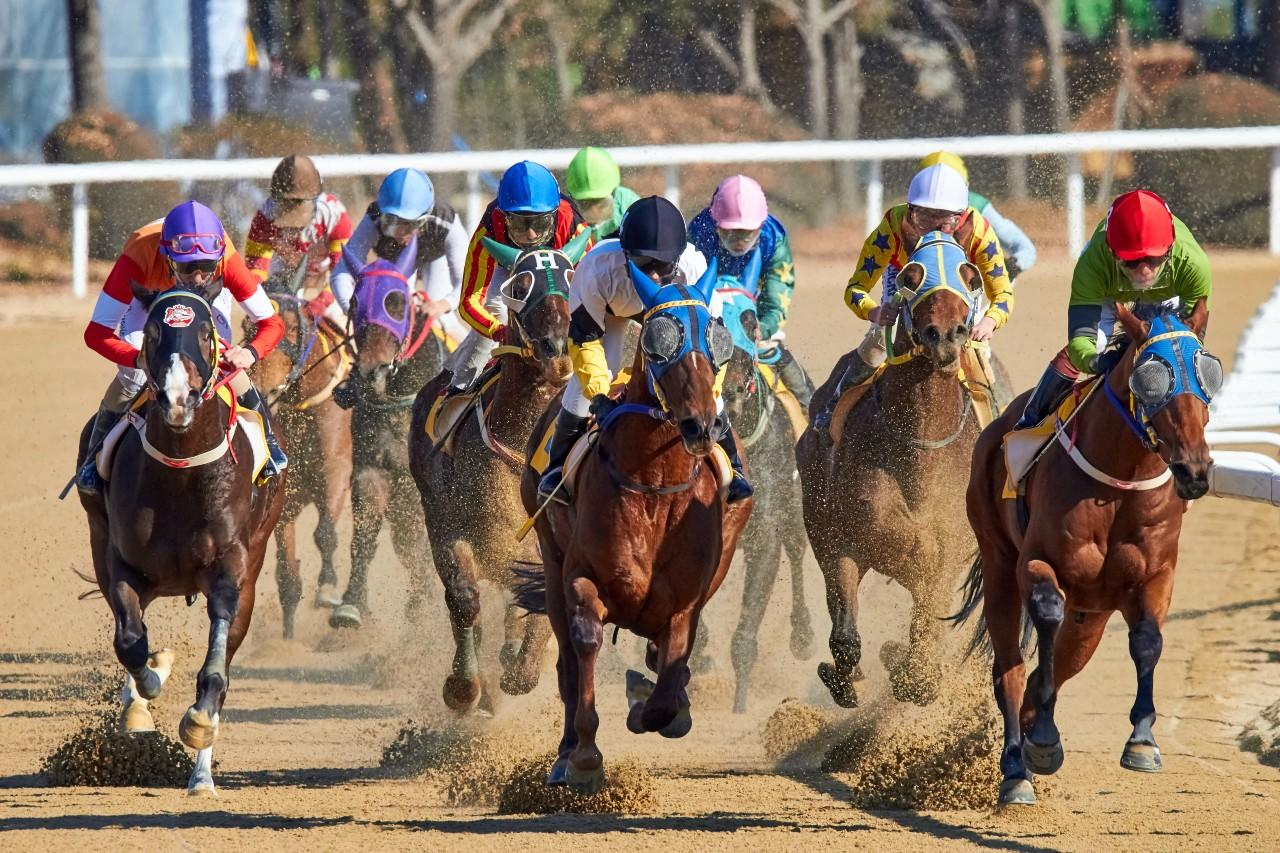 A Guide to the Preakness Stakes