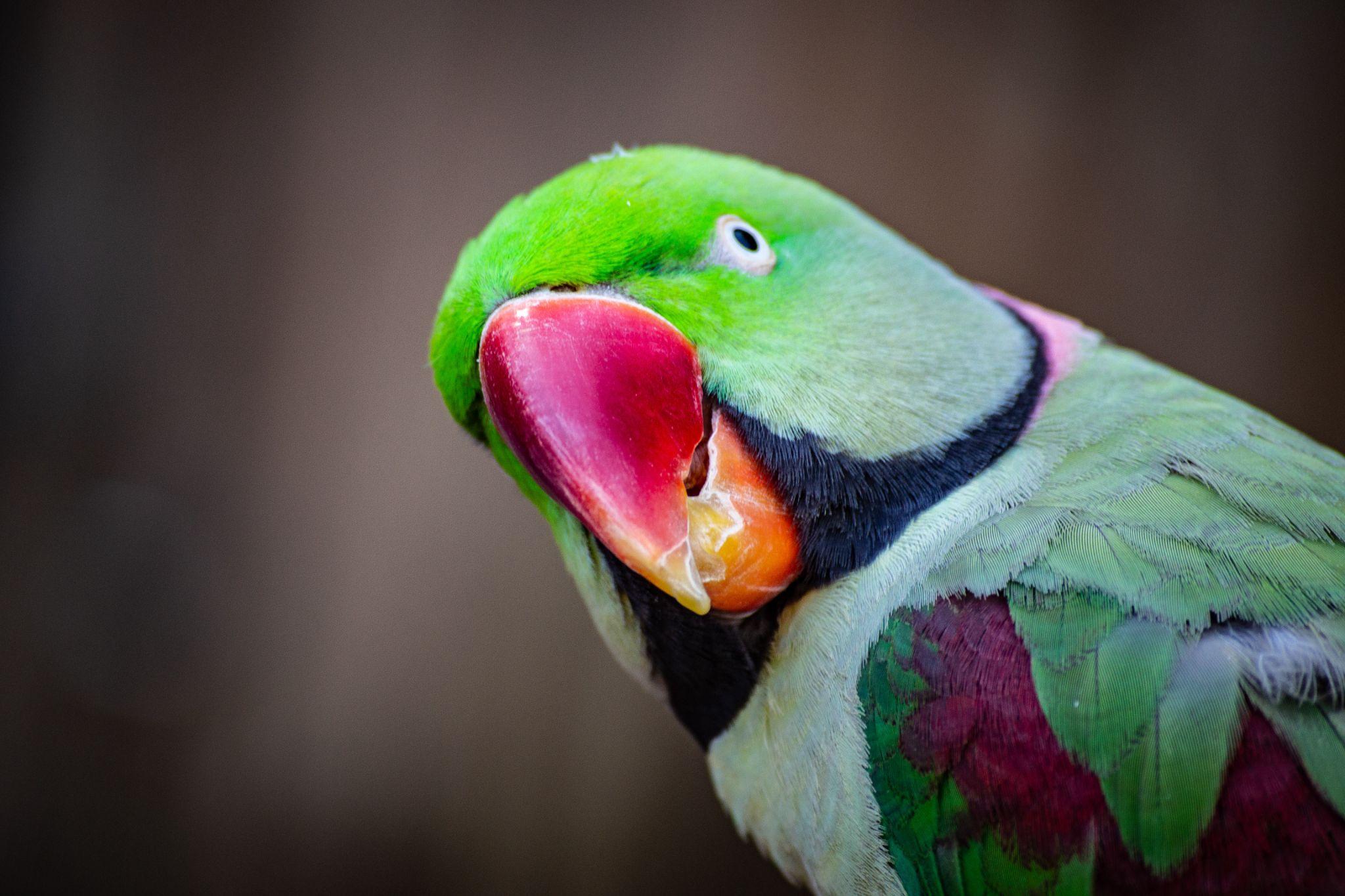Adopting a Parrot 7 Things You Must Know Before You Adopt