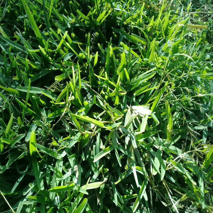Zimbabwe Grass EmseaFarm