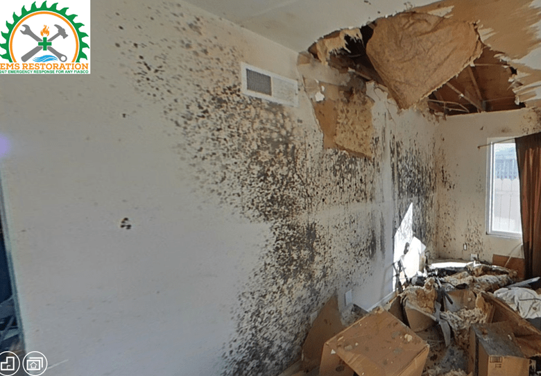 Mold Growth in San Diego Guide to Mitigation &Tenant Rights