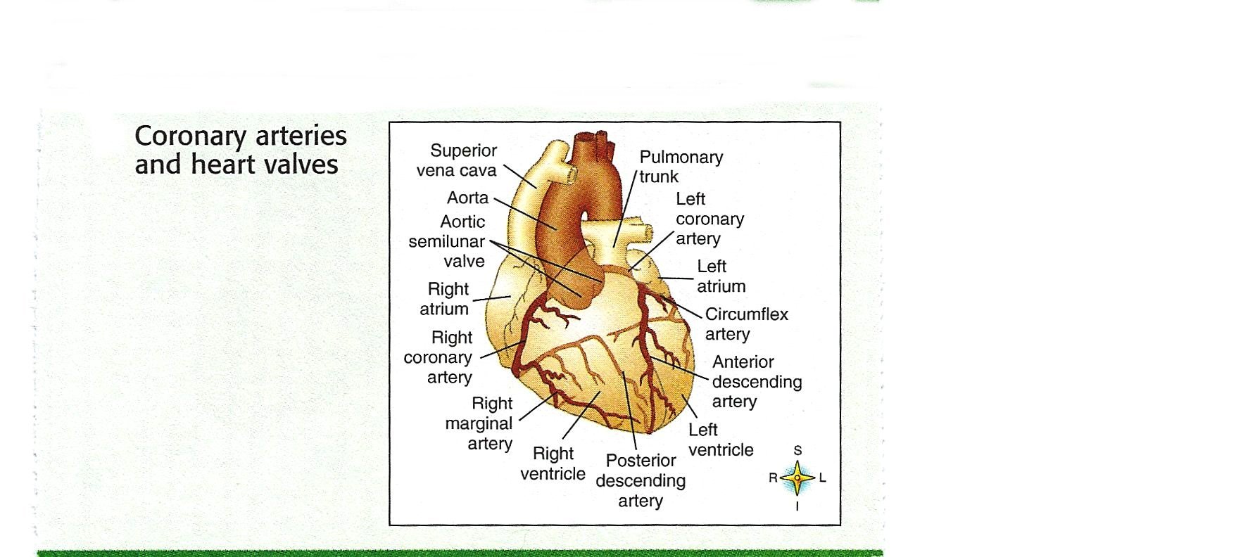 12 Lead EKG Reading