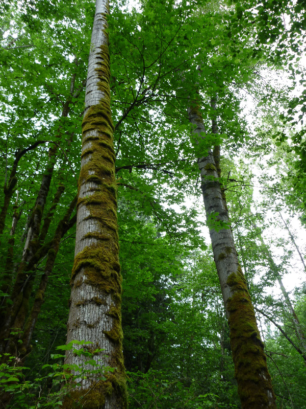 Black Cottonwood EMSWCD