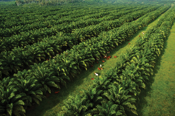 Agriculture prices fall sharply a monthly review of Papua