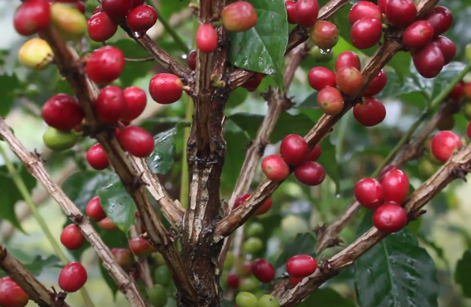 COFFEE BERRY BORER TRAINING MODULES LAUNCHED IN GOROKA EMTV Online