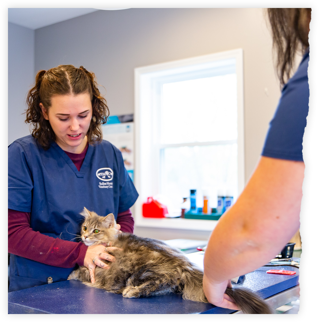 Careers Endless Mountains Veterinary Center