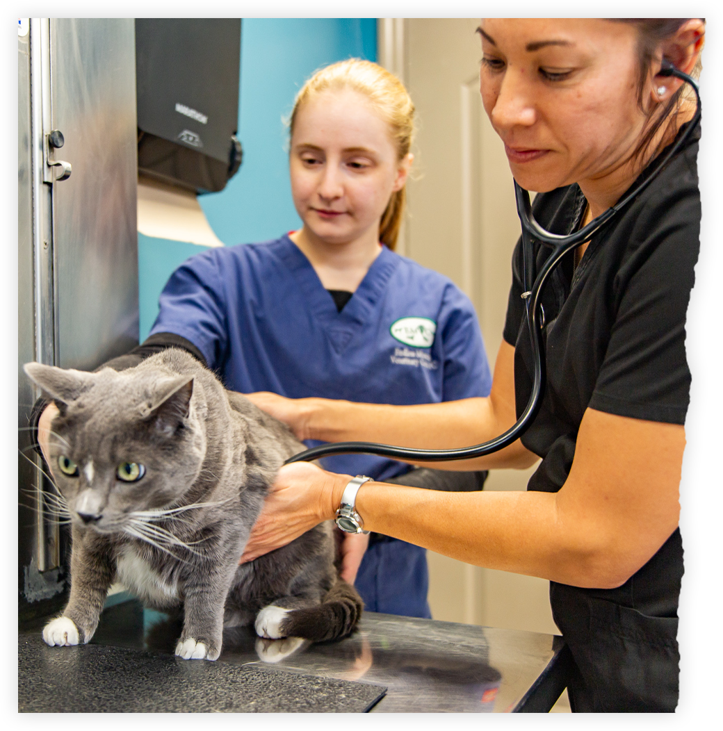 Careers Endless Mountains Veterinary Center