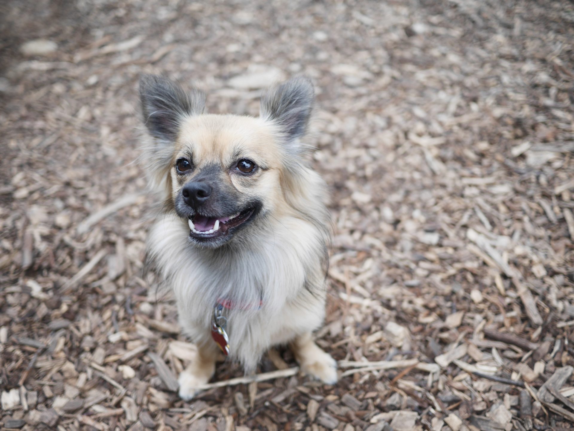 The best dog park in Columbus