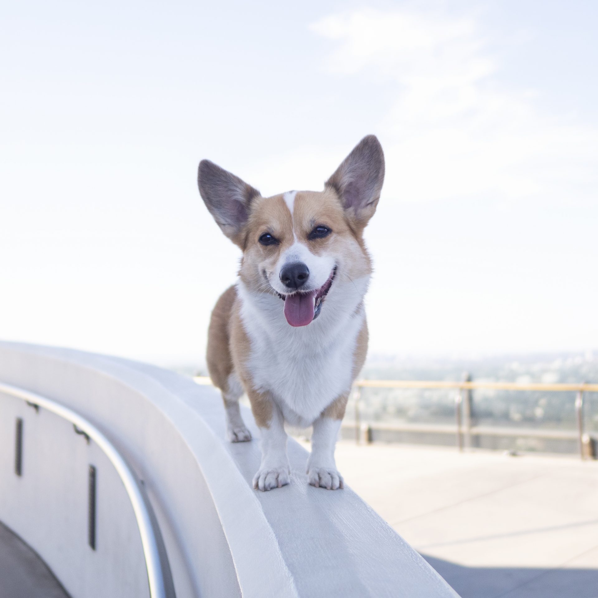 Our favorite dogfriendly hikes in Los Angeles