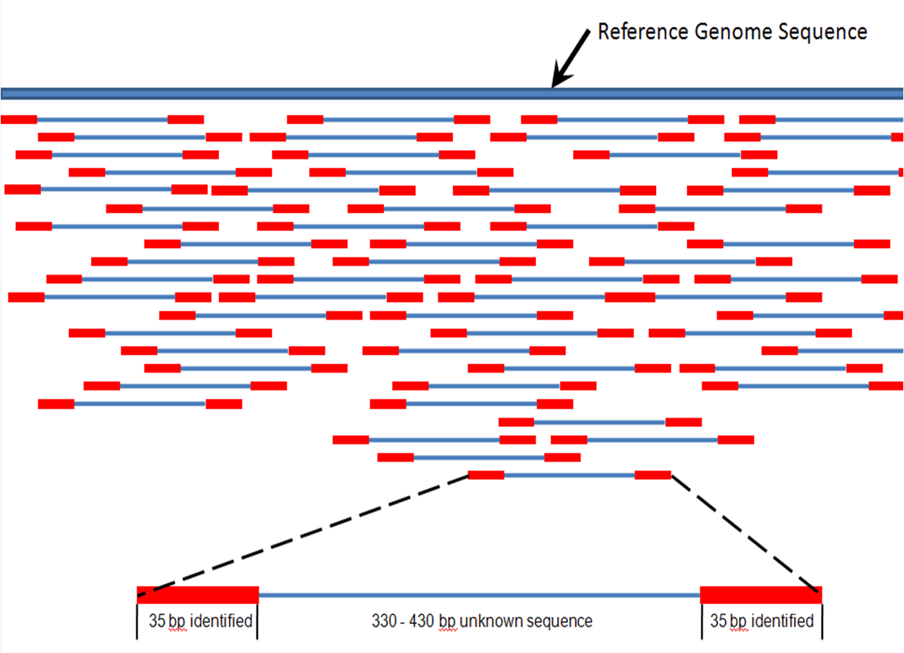 DNA nanoball sequencing