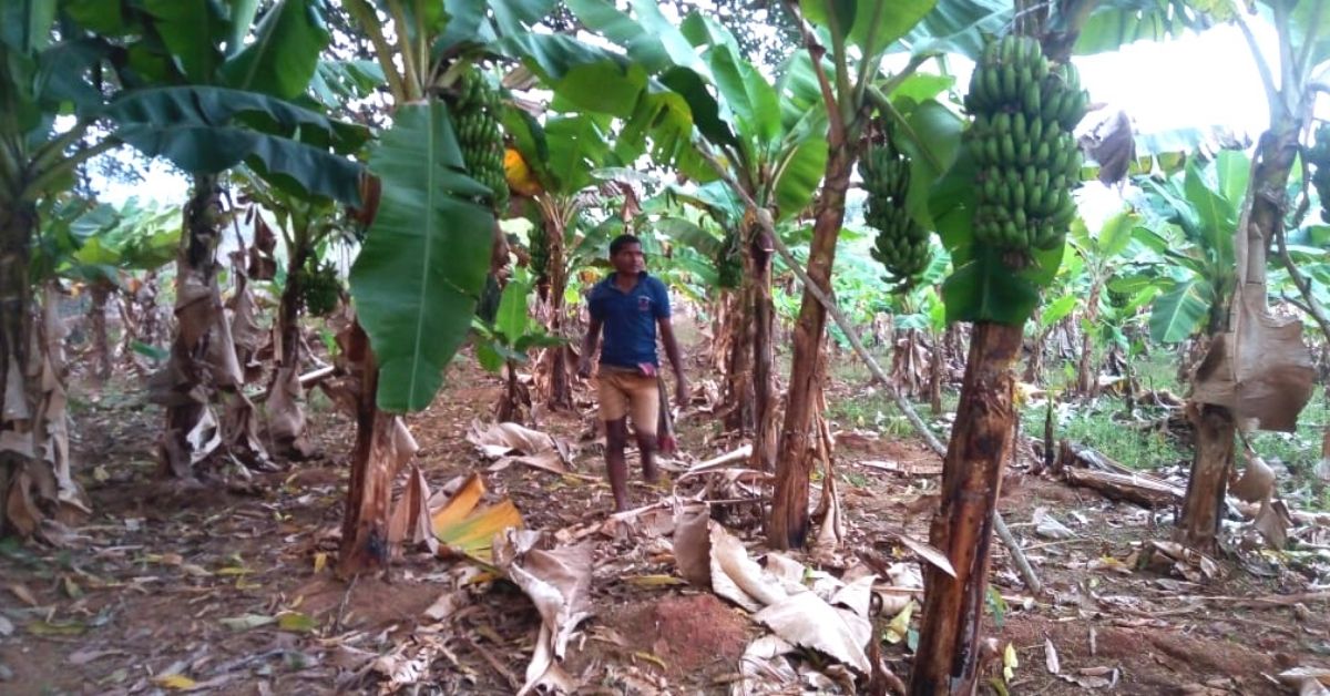 Unable To Get Job, ITI Grad Grows Over 3000 Bananas Trees In Hilly