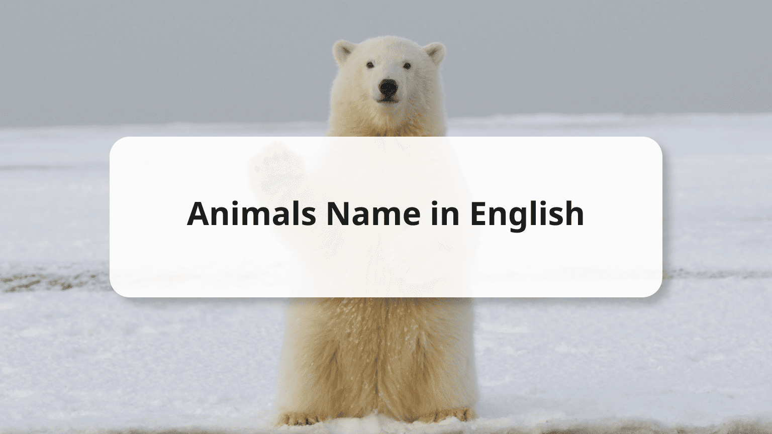 Learning Animals Name in English Pronunciation, Plural Forms and More