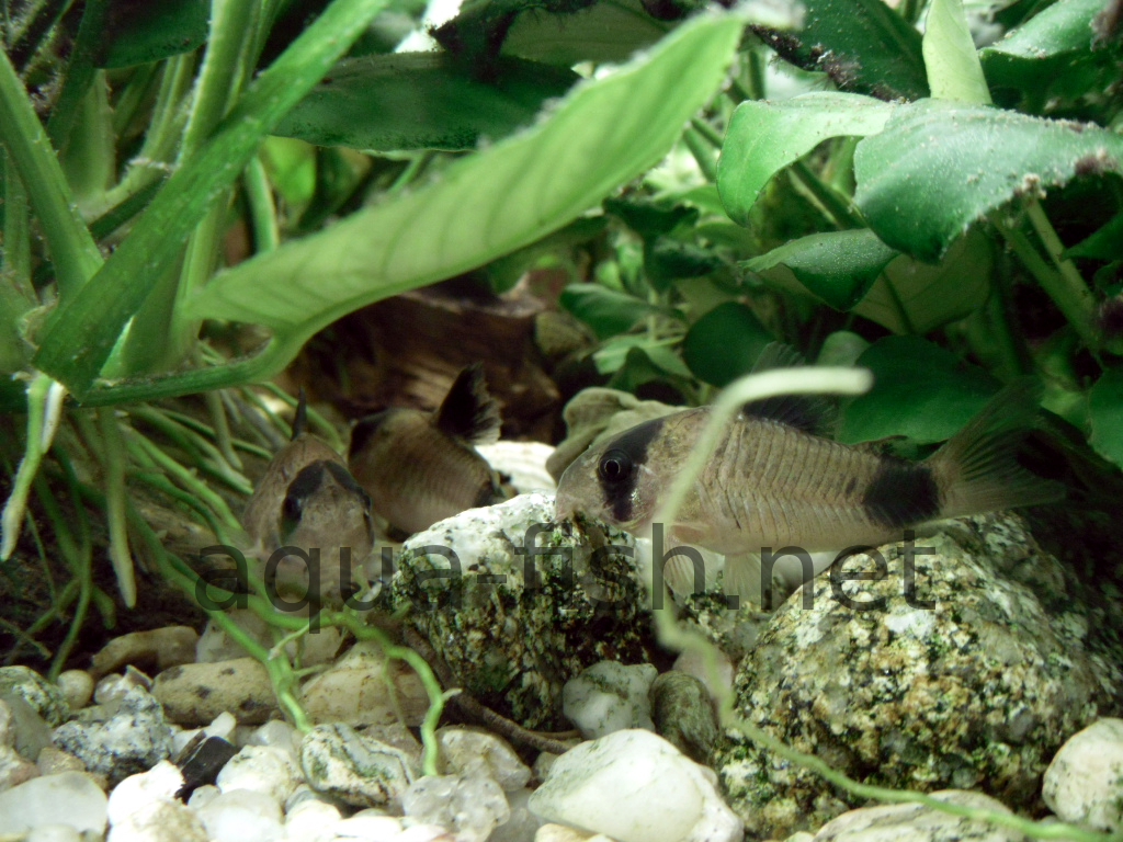 Complete Guide to Breeding and Feeding Panda Corydoras (Corydoras panda)
