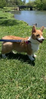 Puppy growth chart Oliver, Welsh Corgi Pembroke, Male