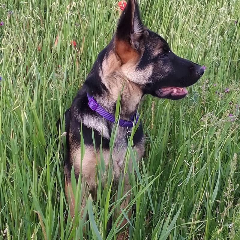 Puppy growth chart Rex, German Shepherd Dog, Male