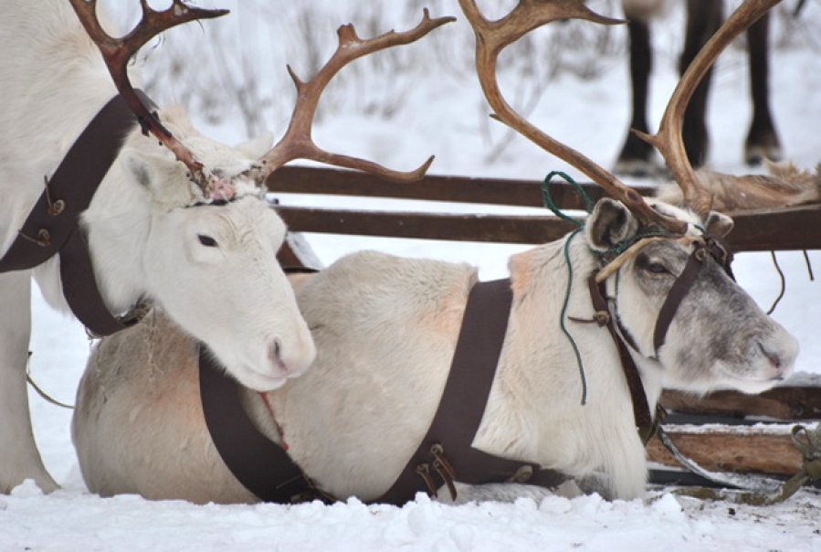 Reindeer Sledding The ride on the deer sledding in Moscow and the