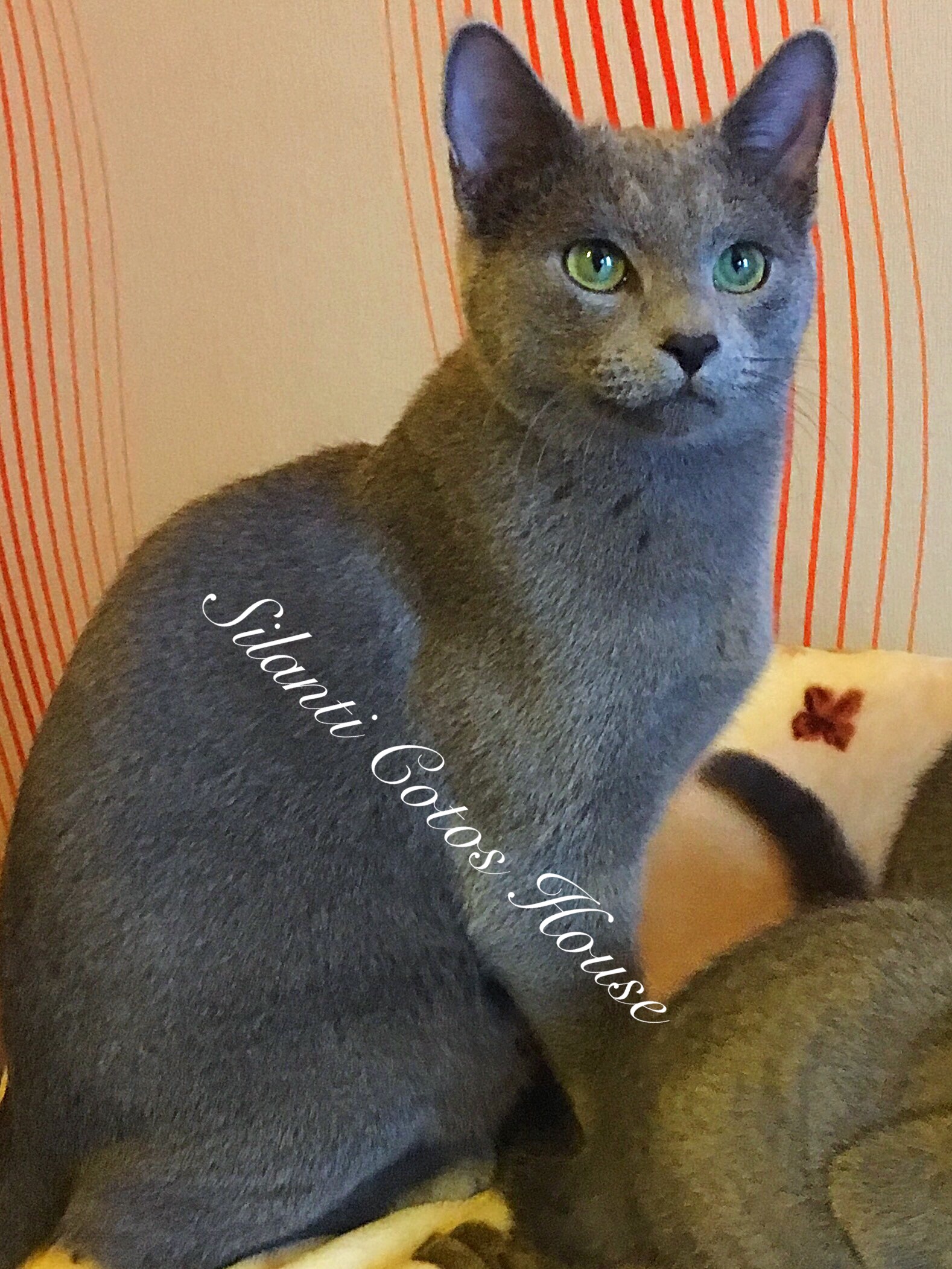Russian Blue Cats — Monobreed cattery