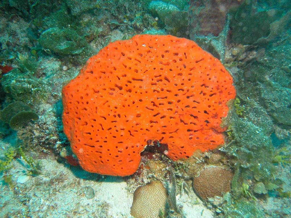 Sponge overgrowth in the Caribbean Earth EarthSky