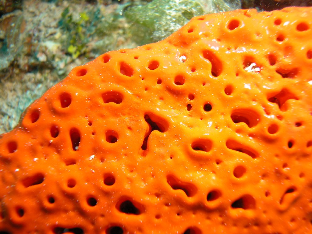 Sponge overgrowth in the Caribbean Earth EarthSky
