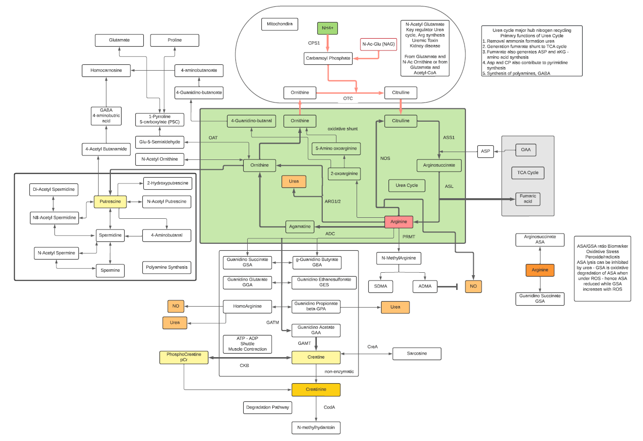 Metabolite of the Week Human Metabolome Technologies America Inc.