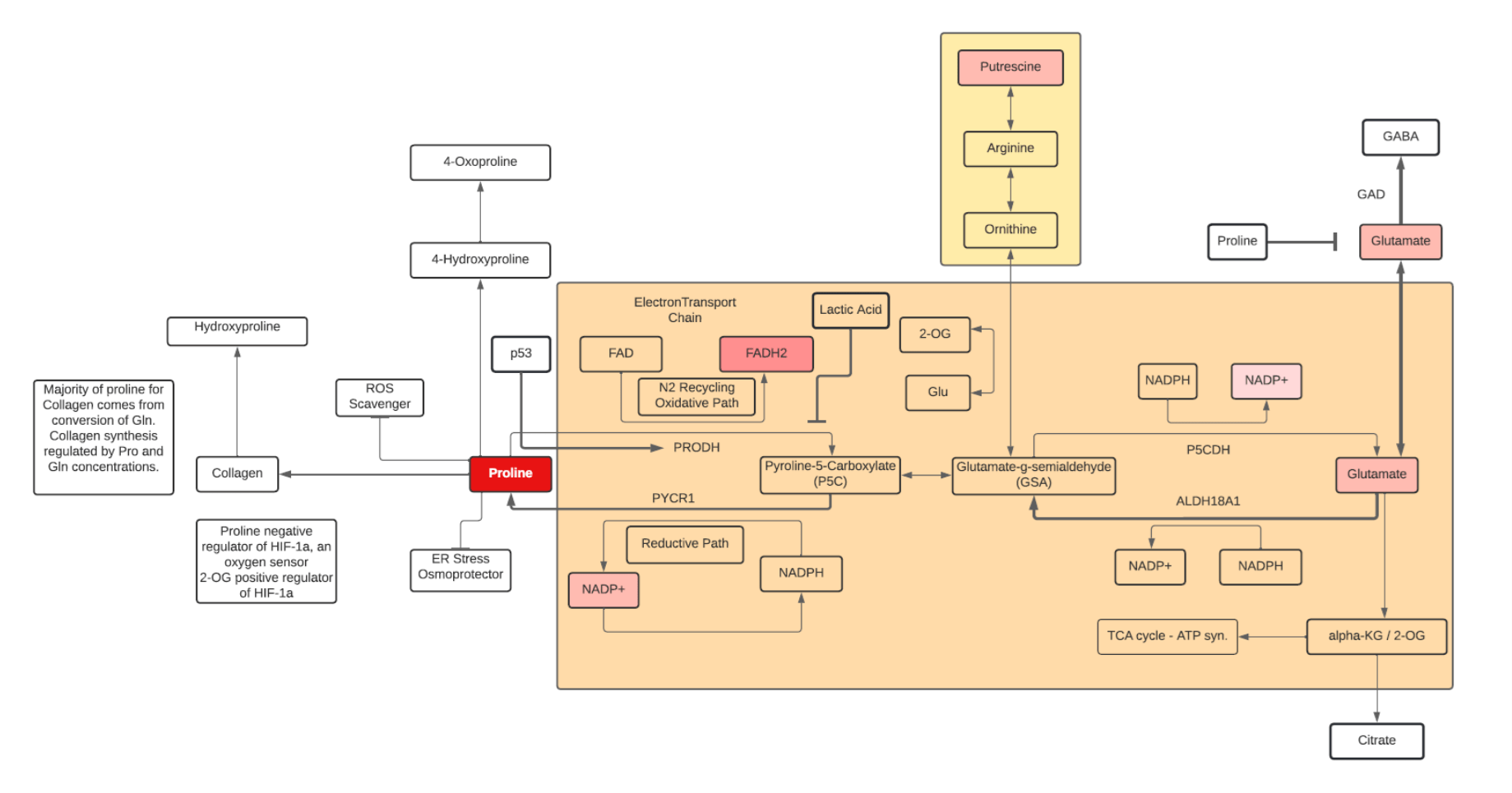 Metabolite of the Week Human Metabolome Technologies America Inc.