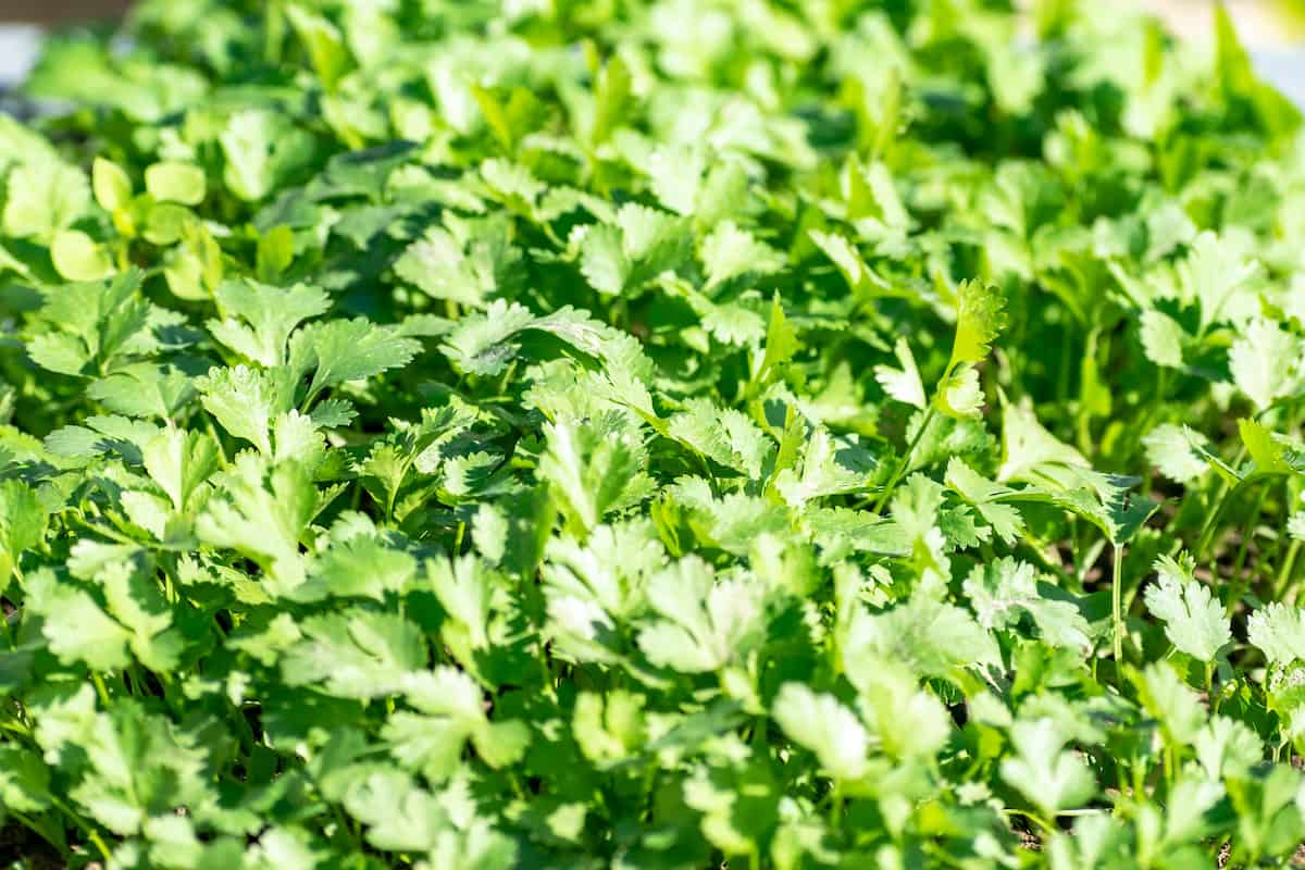 Coriander Price Today Mysore, Tumkur, Chintamani, Shimoga, Bellary