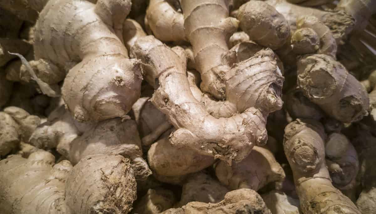 Ginger Price Today Shimoga, Ramanagara, Hospet, Bangalore