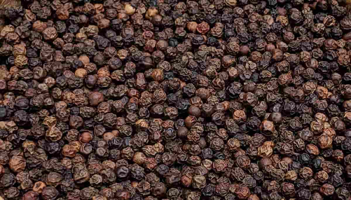Black Pepper Price Today Sirsi, Siddapur, Sagar, Sulya