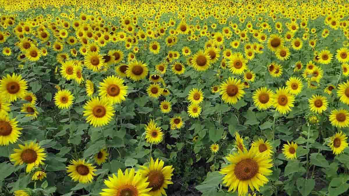 Sunflower Price Today Bagalkot, Gadag, Bagalkot, Raichur