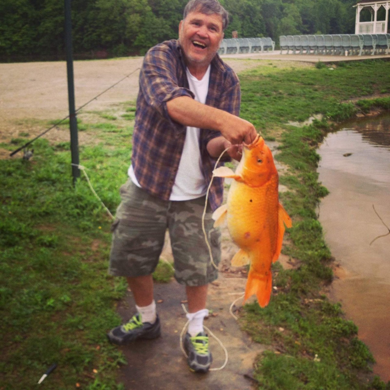 ‘Giant’ goldfish are real! (amazing pics)