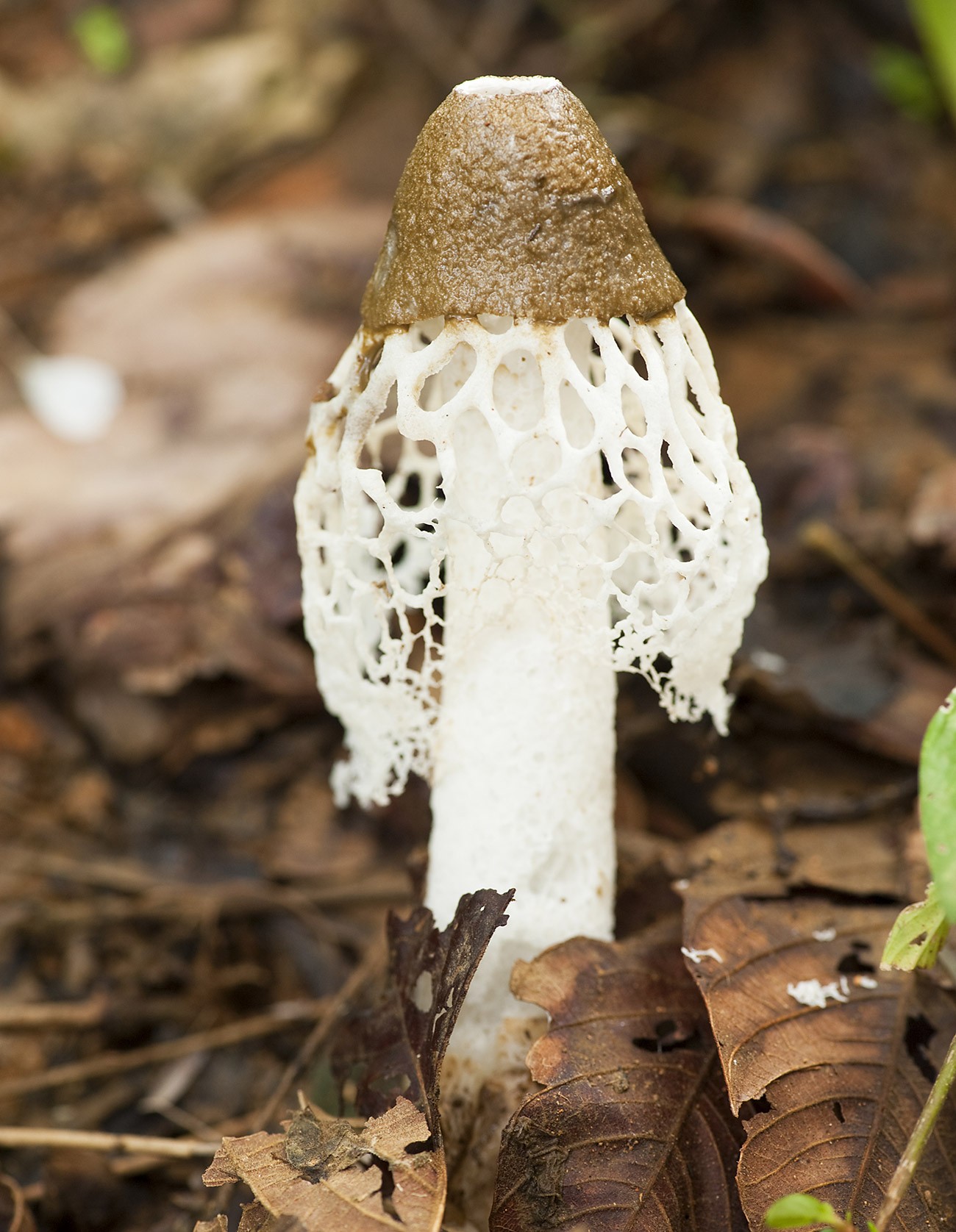 Scientists discover mushroom species that makes women have
