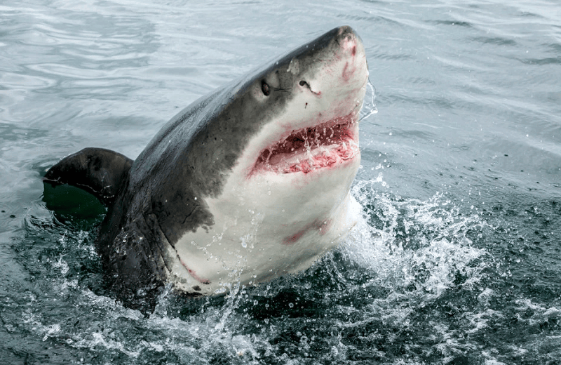 Great white shark open jaws wide to eat (unbelievable photos