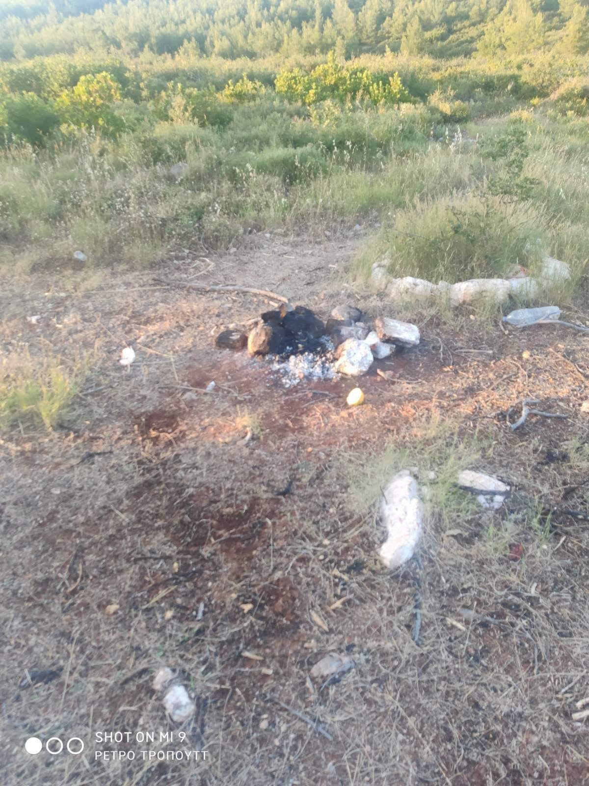 Illegal immigrants and refugees set up BBQs in Attica forest despite