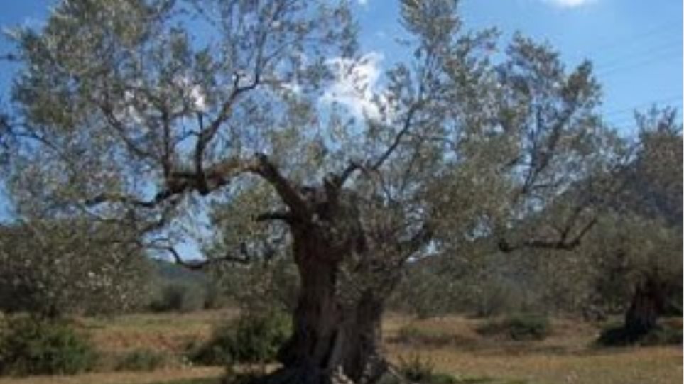 In Palestine, protecting one of the world’s oldest olive trees is a 24/