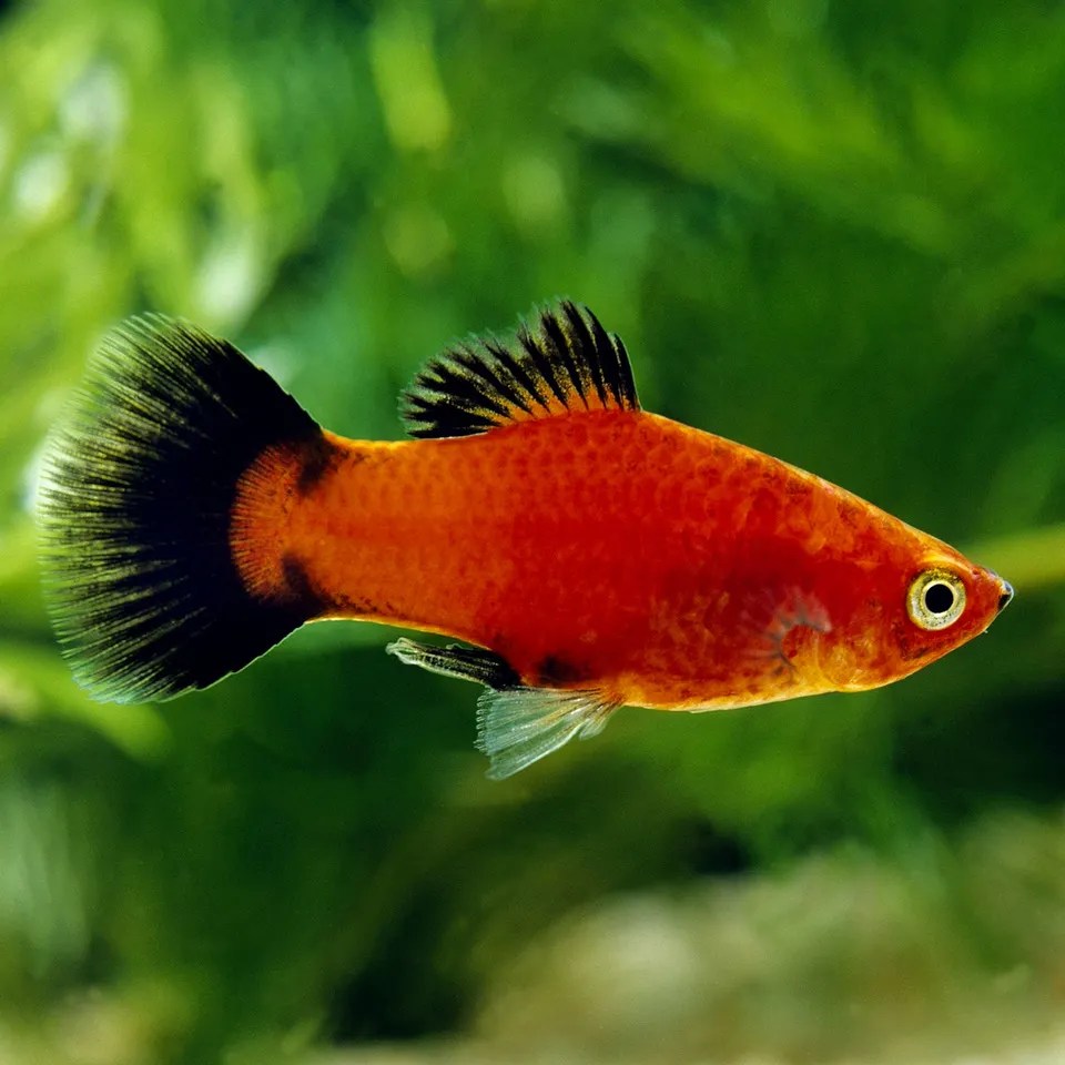 Xiph.maculatus Platy wagtail M Platies Reptifood