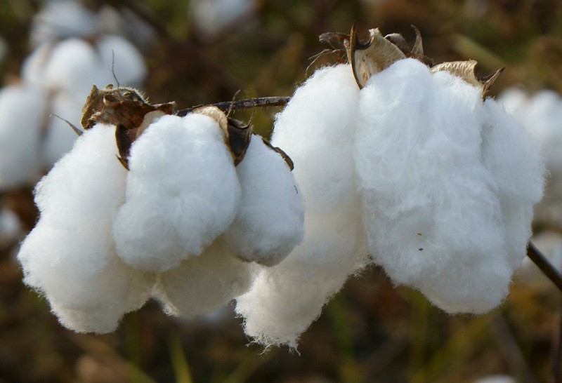 HydroCotton Cleaning Up the World's Dirtiest Crop Digital for Good