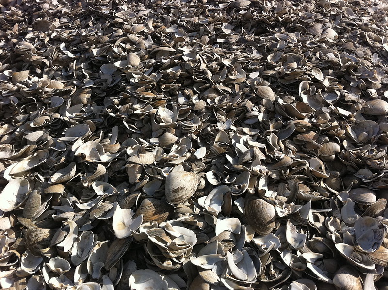 Carapac Shell Waste is Transformed Into a Biodegradable Plastic