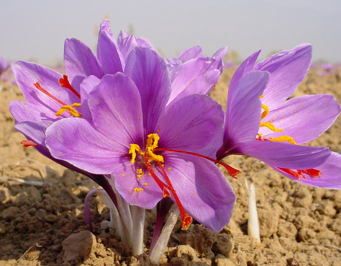 The most important property of saffron is "depression treatment