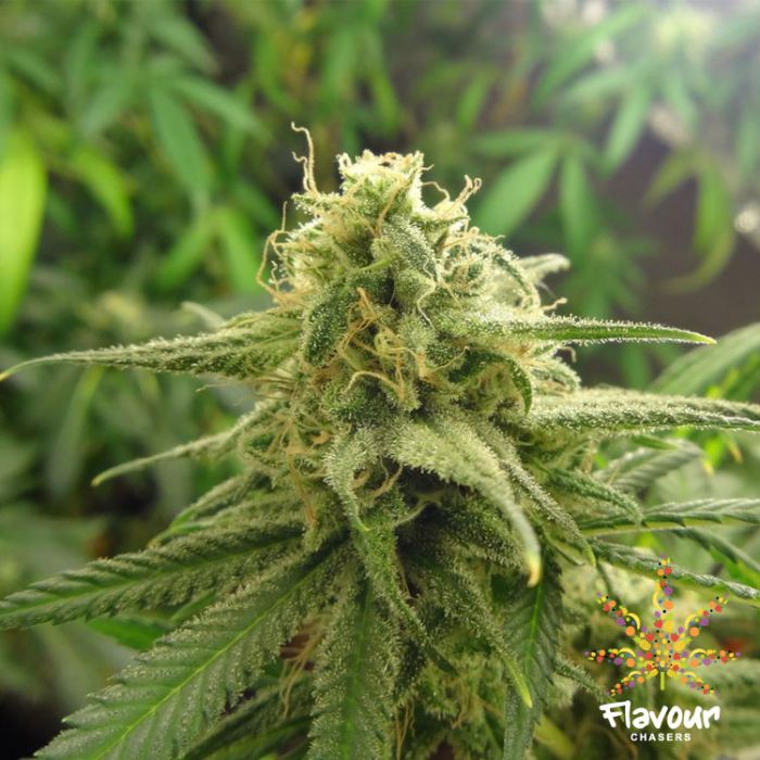 Banana OG from Flavour Chasers strains.io cannabis marijuana strain