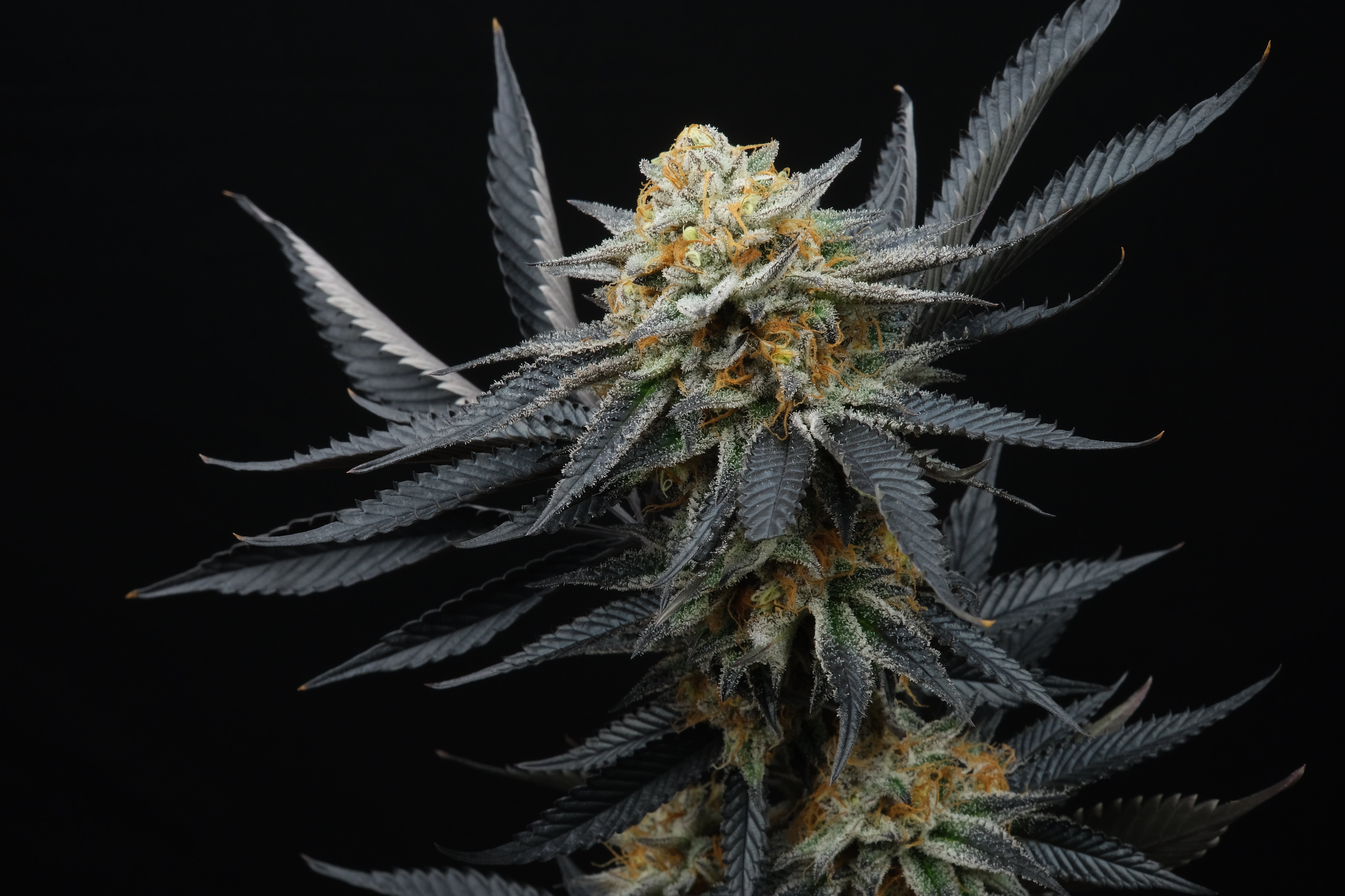 Peach Tree from Perfect Tree strains.io cannabis marijuana strain info