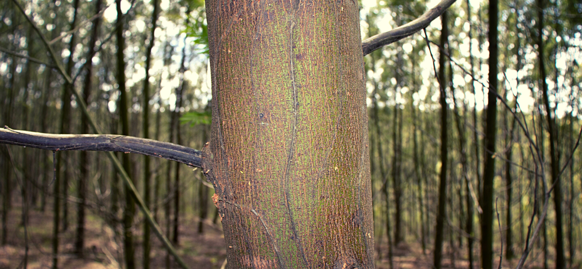 Advantages of planting Black Acacia