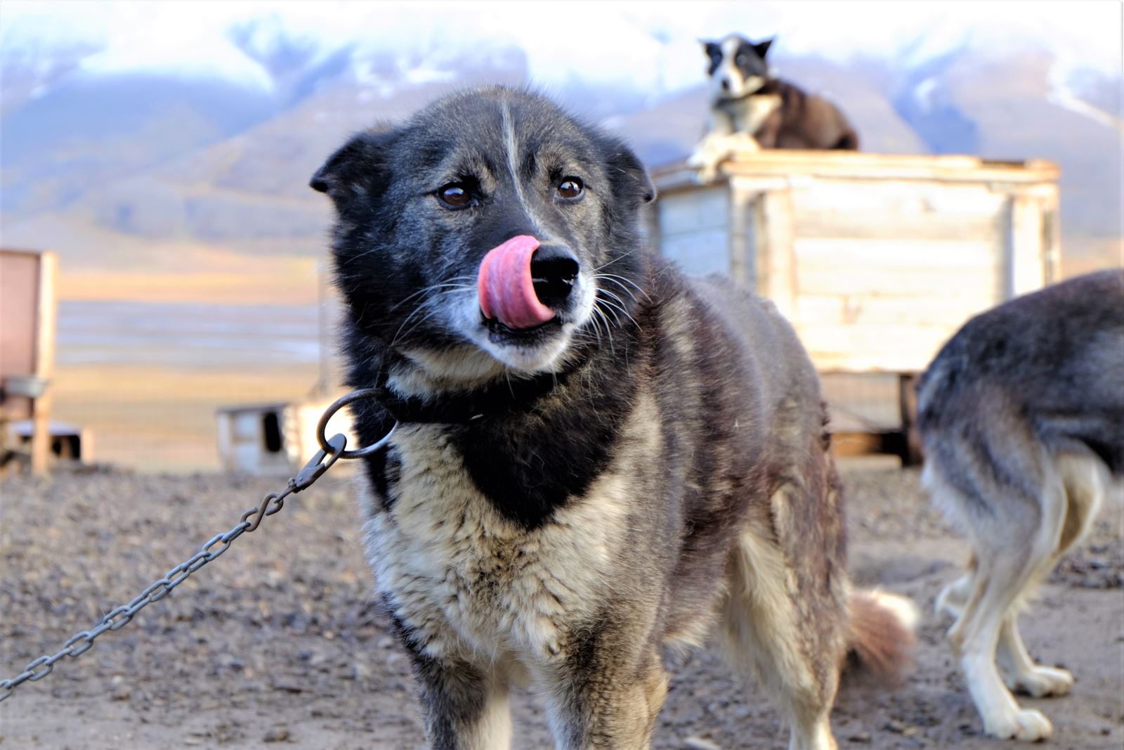 Meet the dogs of Svalbard