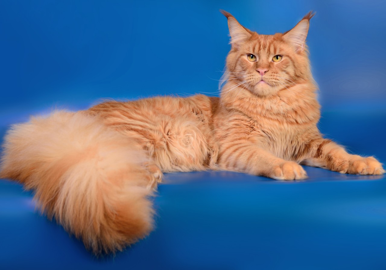 VivatCoon * UA Maine Coon Cattery, Ukraine