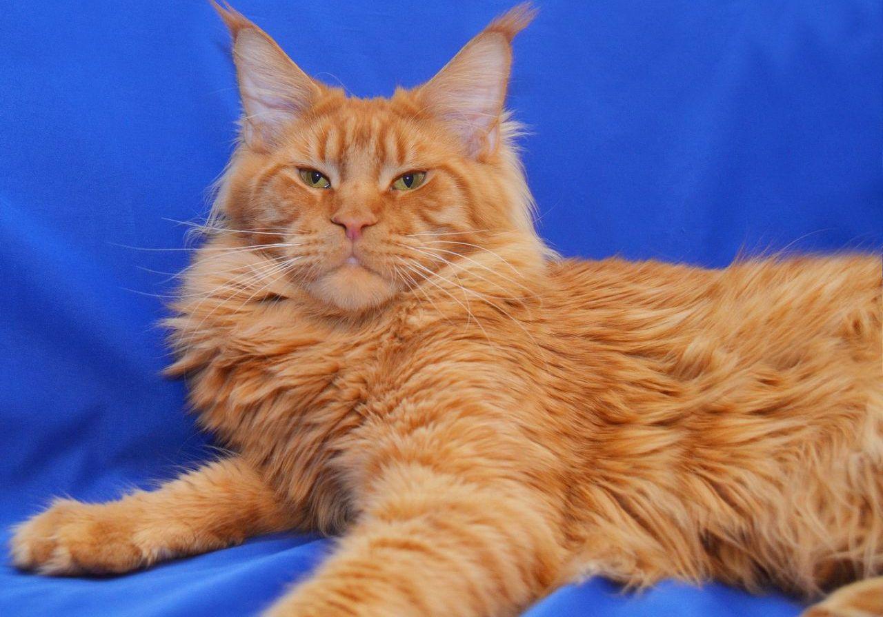VivatCoon * UA Maine Coon Cattery, Ukraine