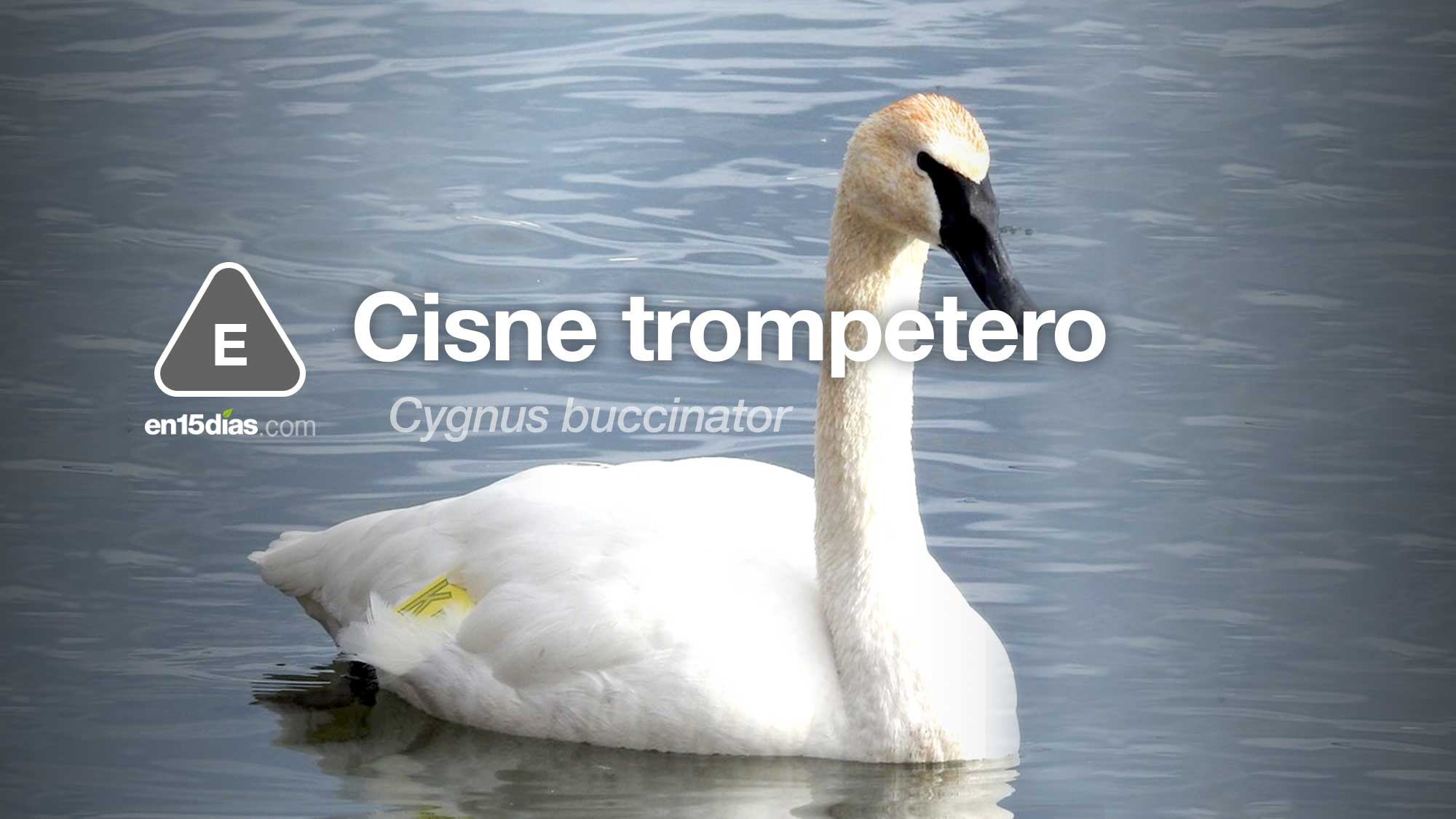 Cisne trompetero, especie probablemente extinta