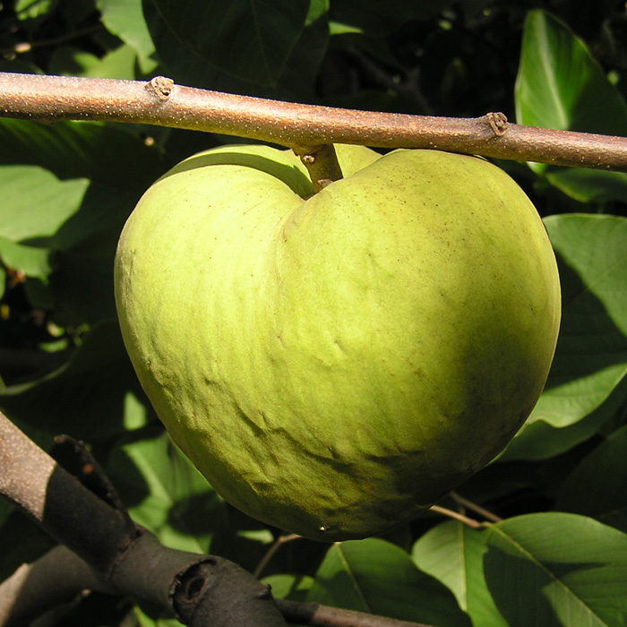 Dr. White Cherimoya Tree