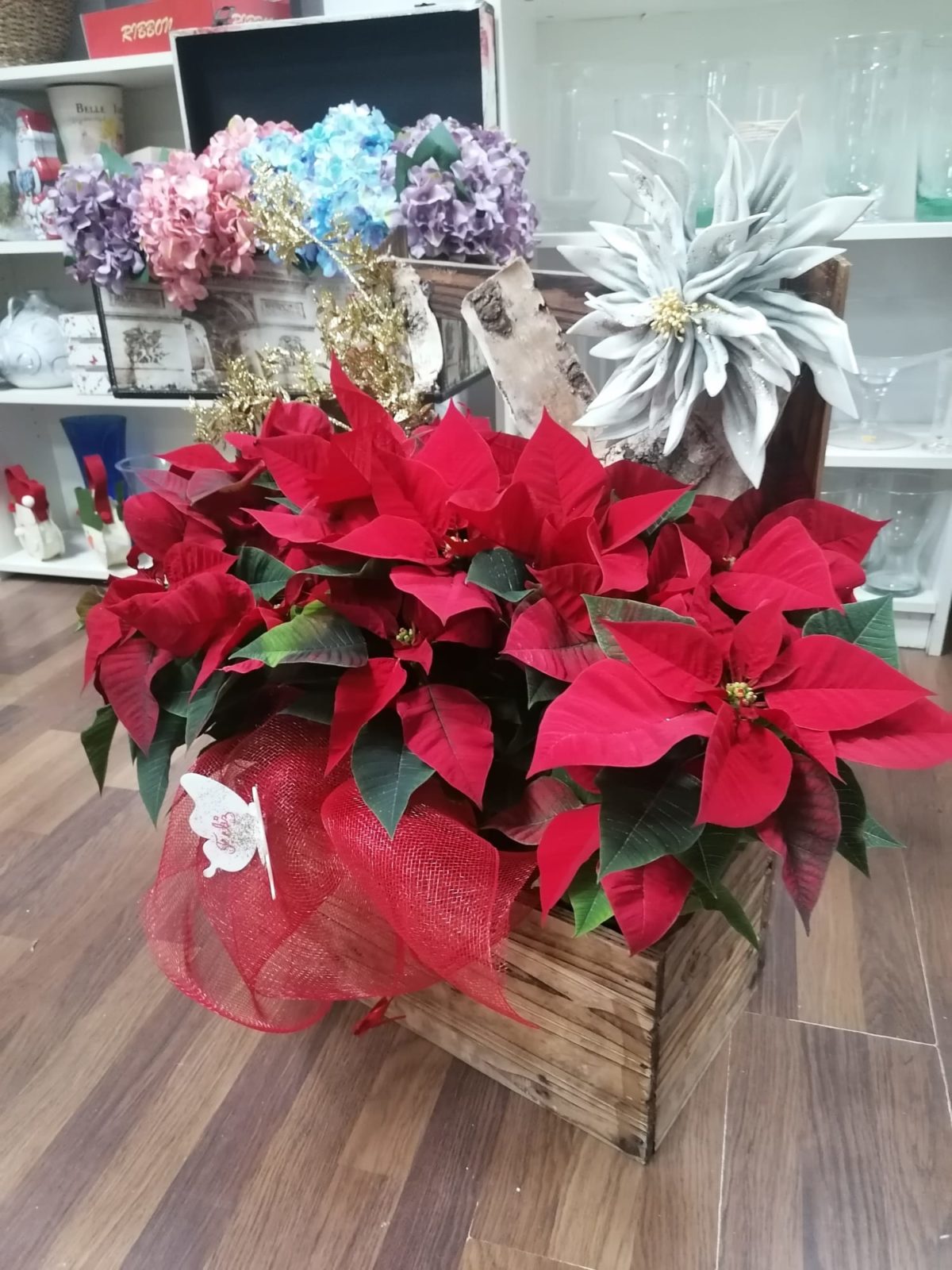 ¿Por qué es tan importante comprar una flor de pascua en