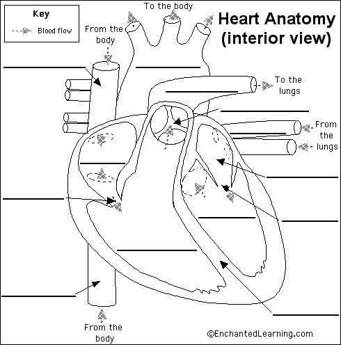 Blank Heart Diagram To Label / Y9 Teaching Resources - | Illustration