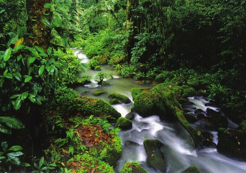 Costa Rica's Frogs Play Key Role in Climate Change Enchanting Costa Rica